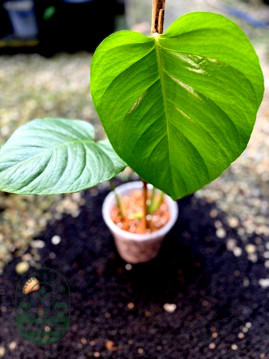 Monstera Borsigiana Sierrana