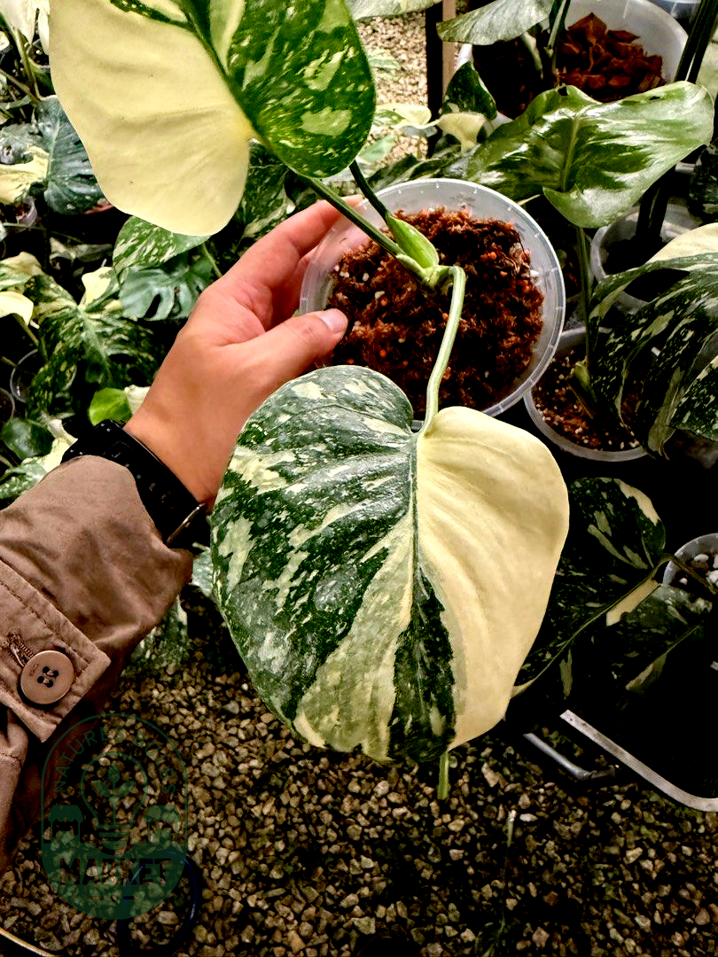 Monstera Deliciosa Thai Constellation