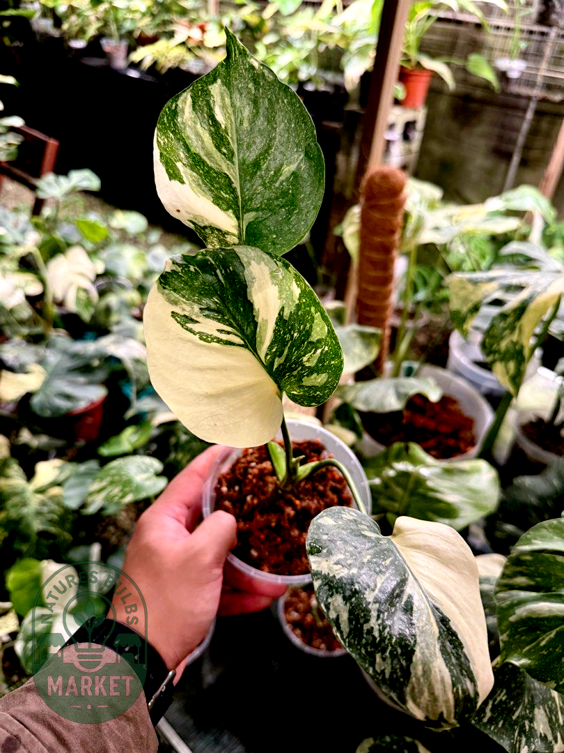 Monstera Deliciosa Thai Constellation
