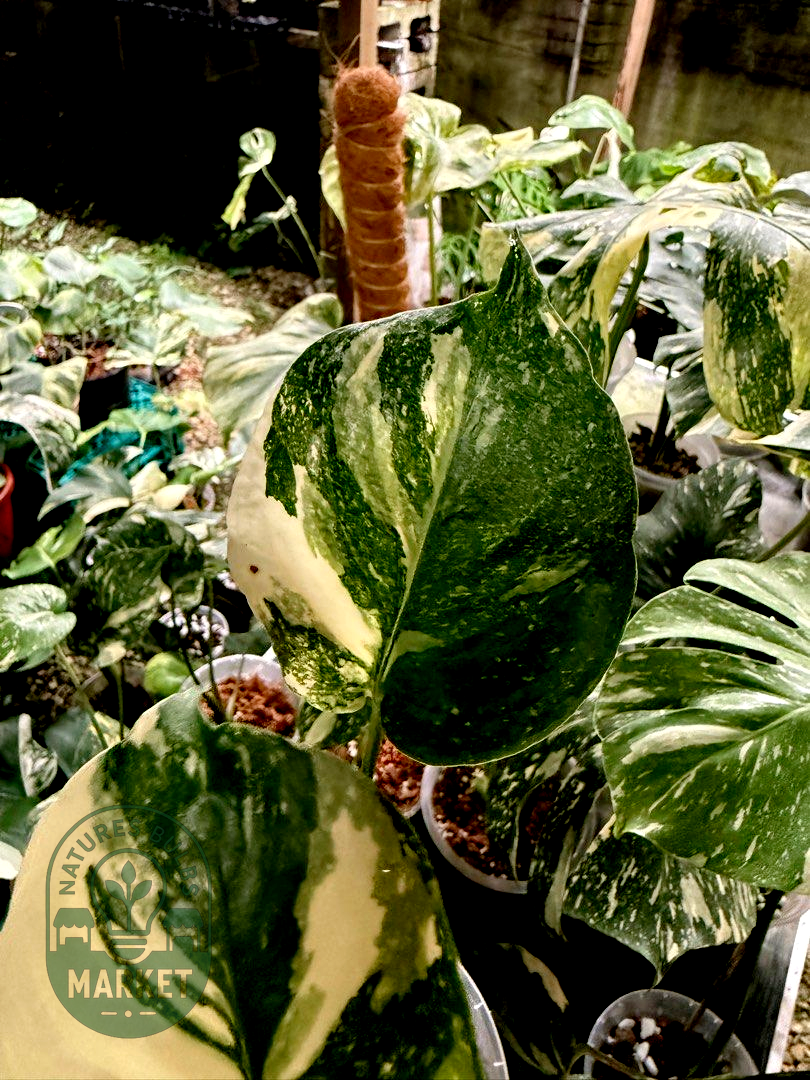 Monstera Deliciosa Thai Constellation