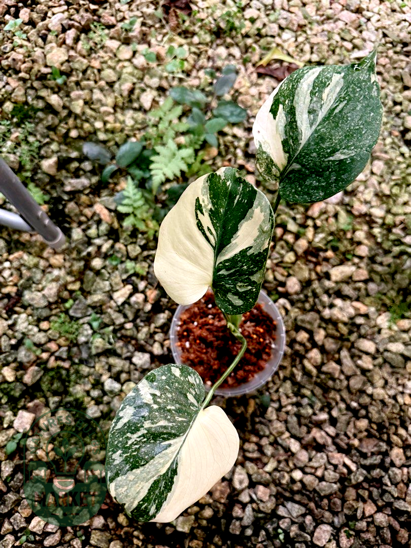 Monstera Deliciosa Thai Constellation