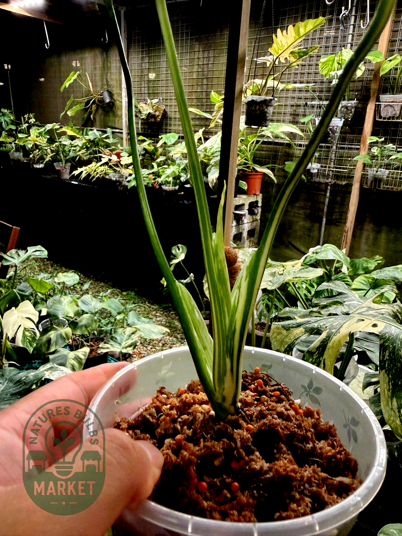 Monstera Deliciosa Thai Constellation