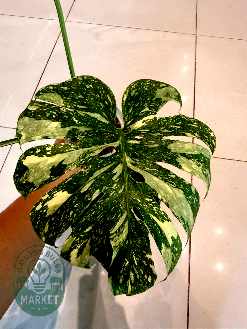 Monstera Thai Constellation Premium Select High Variegation