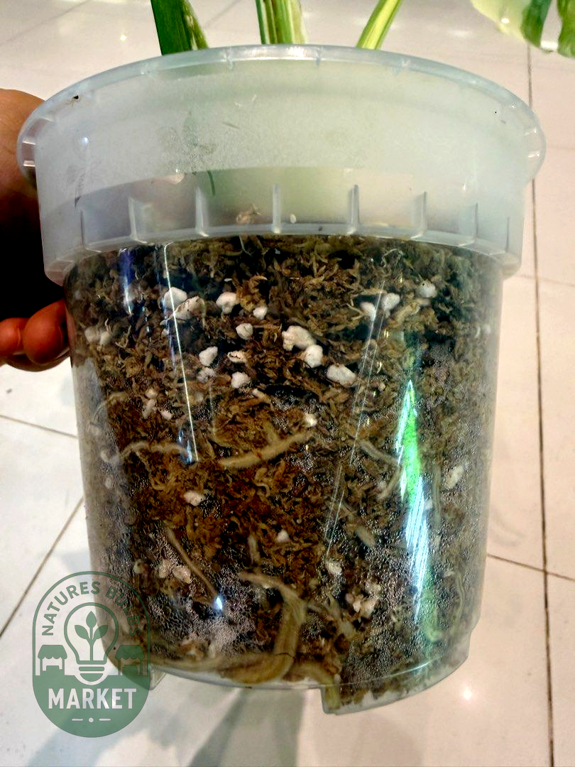 Monstera Thai Constellation Premium Select High Variegation