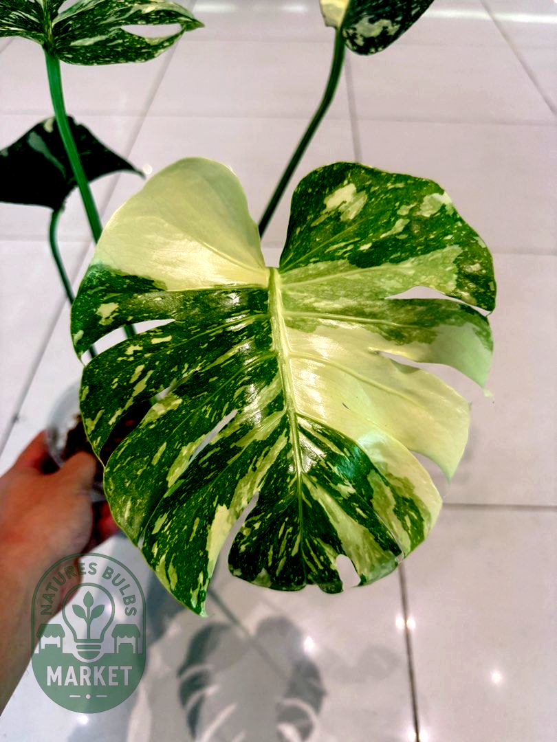 Monstera Thai Constellation Premium Select High Variegation