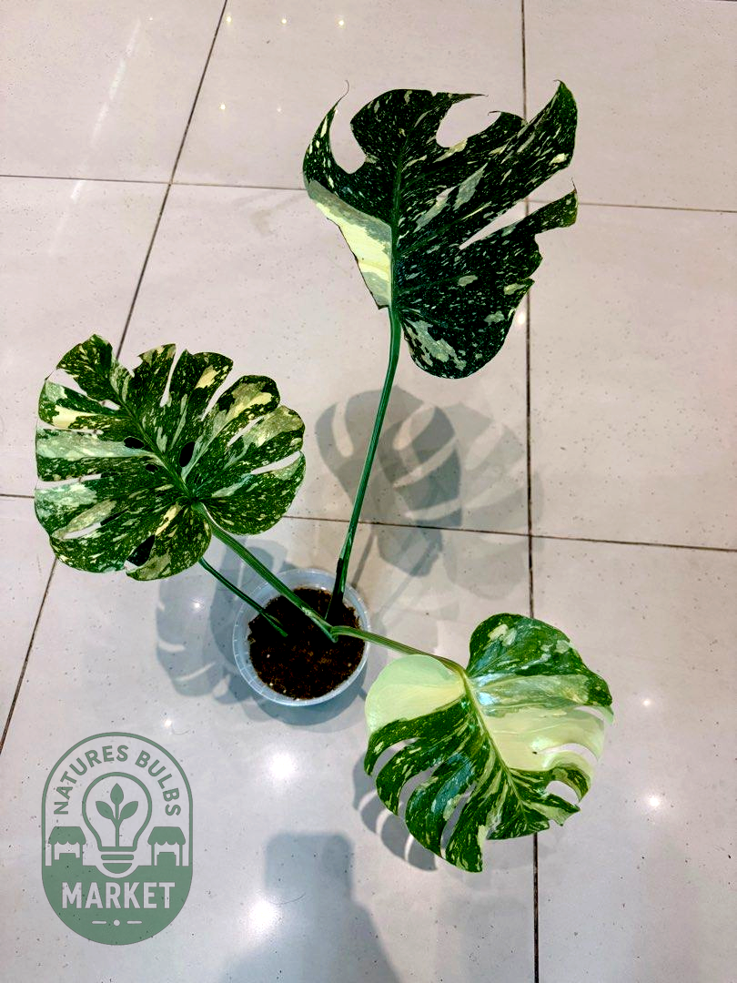 Monstera Thai Constellation Premium Select High Variegation