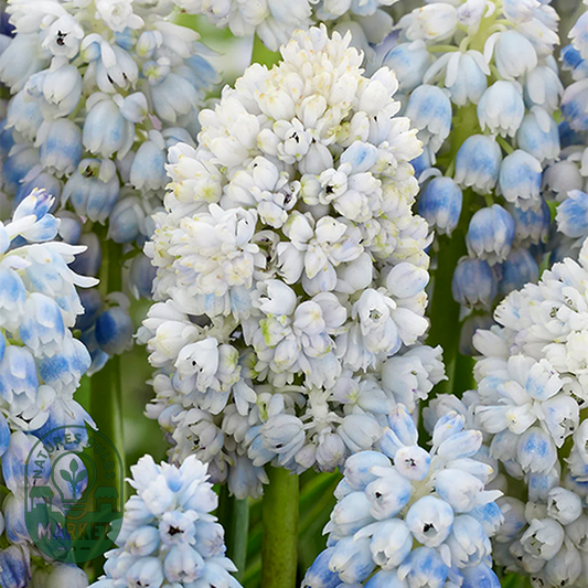 Muscari Double Beauty