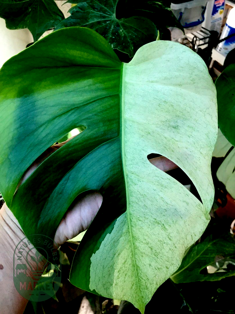 Monstera Mint Variegated