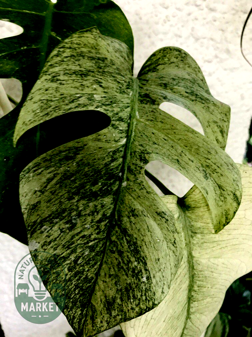 Monstera Mint Variegated