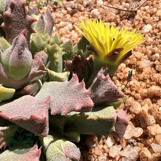 Odontophorus angustifolius - Natures Bulb Market