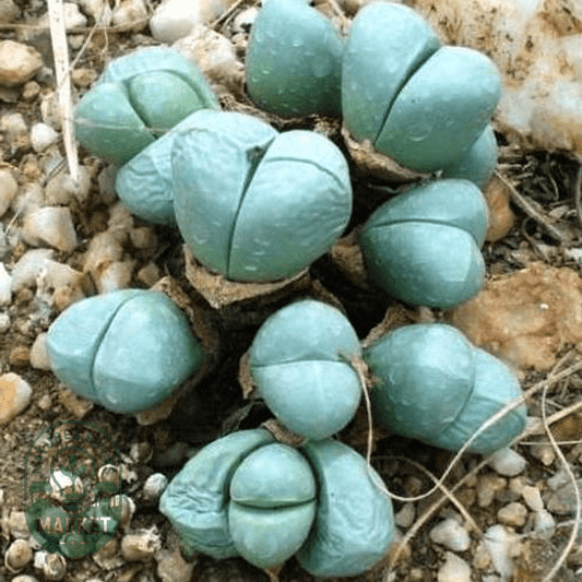 Oophytum nanum - Natures Bulb Market