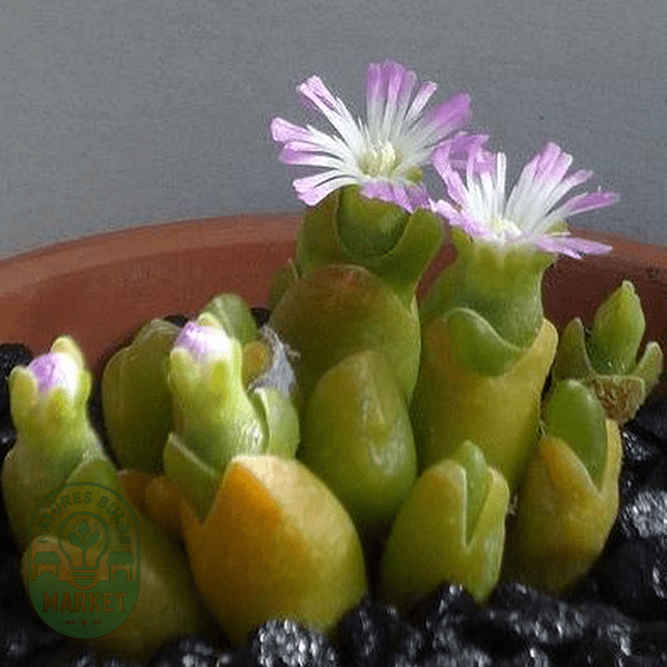 Oophytum oviforme - Natures Bulb Market