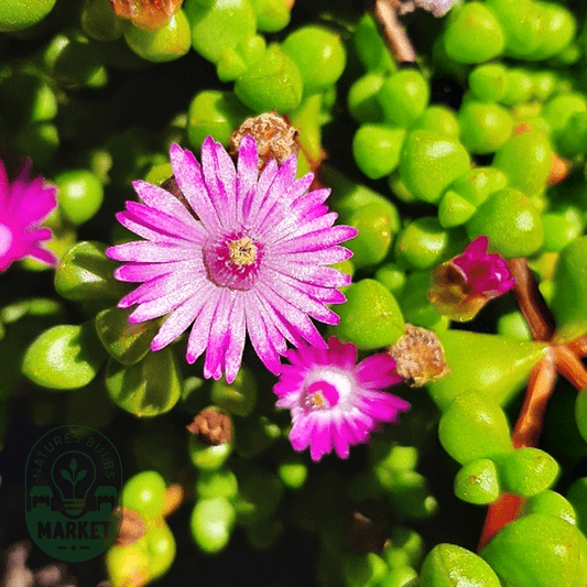 Oscularia prasina - Natures Bulb Market