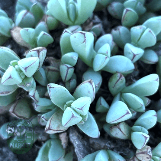 Oscularia steenbergensis - Natures Bulb Market