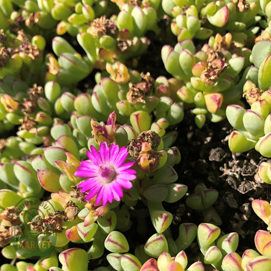 Oscularia vredenburgensis - Natures Bulb Market