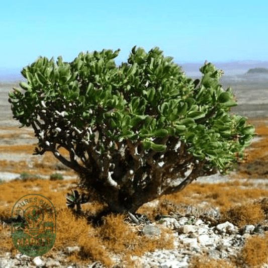 Othonna arbuscula - Natures Bulb Market