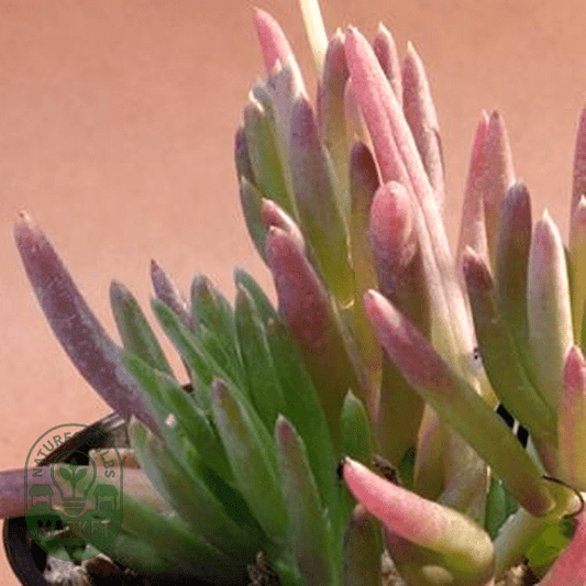 Othonna carnosa - Natures Bulb Market
