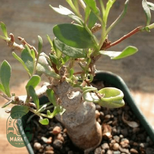 Othonna lobata - Natures Bulb Market