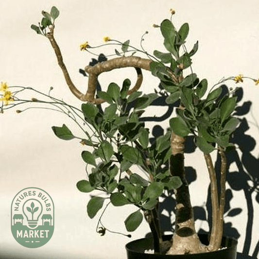 Othonna triplinervia - Natures Bulb Market