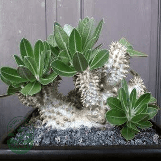 Pachypodium densiflorum var. brevicalyx - Natures Bulb Market