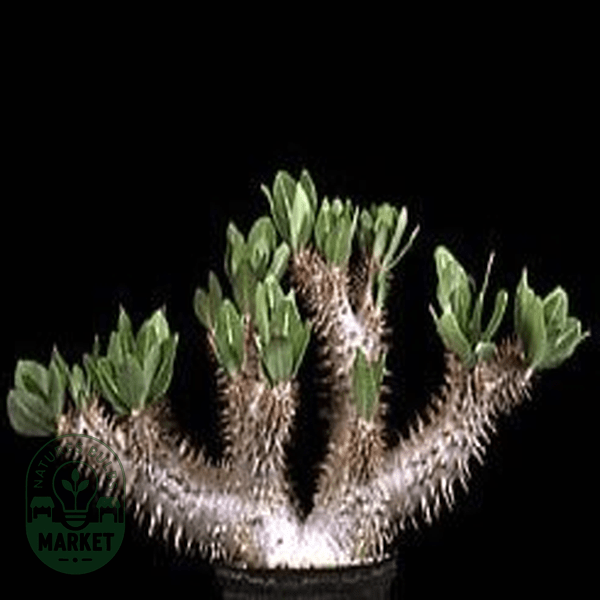 Pachypodium horombense - Natures Bulb Market