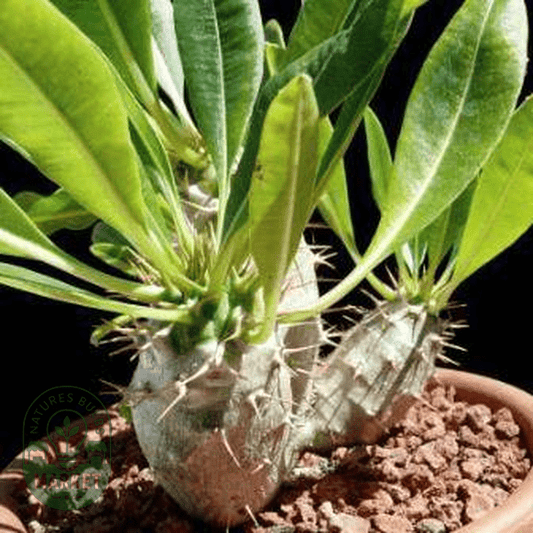 Pachypodium lamerei var. ramosum - Natures Bulb Market