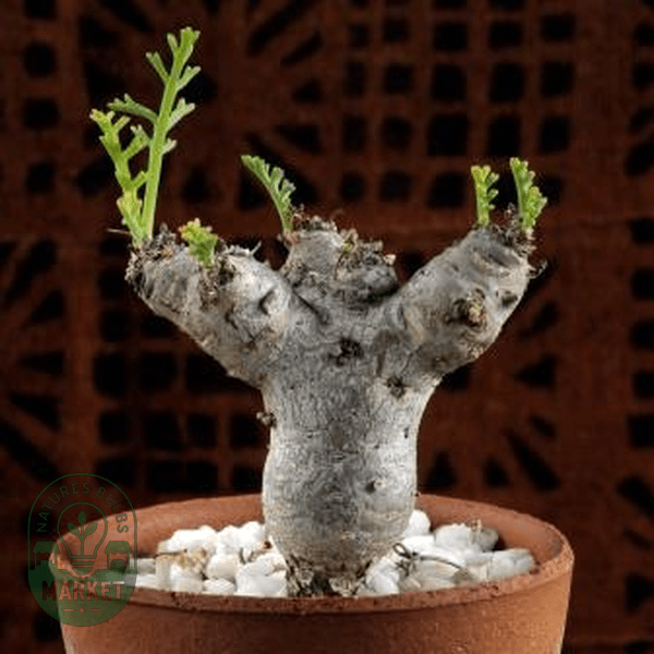 Pelargonium crithmifolium - Natures Bulb Market
