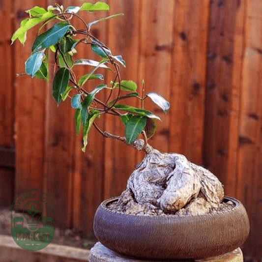 Petopentia natalensis - Natures Bulb Market