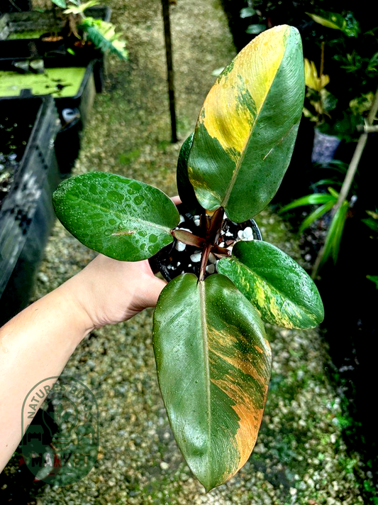 Philodendron Black Cardinal Variegated