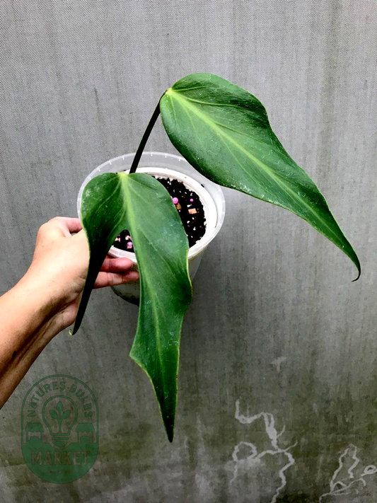 Philodendron Burle Marx Flame