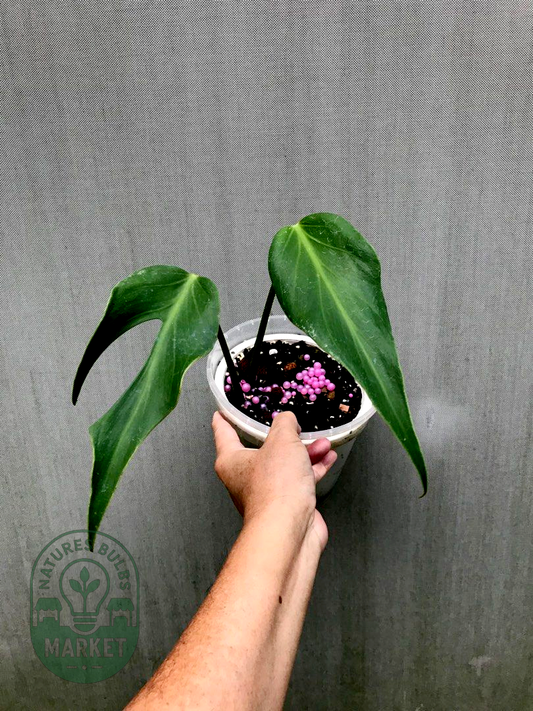 Philodendron Burle Marx Flame