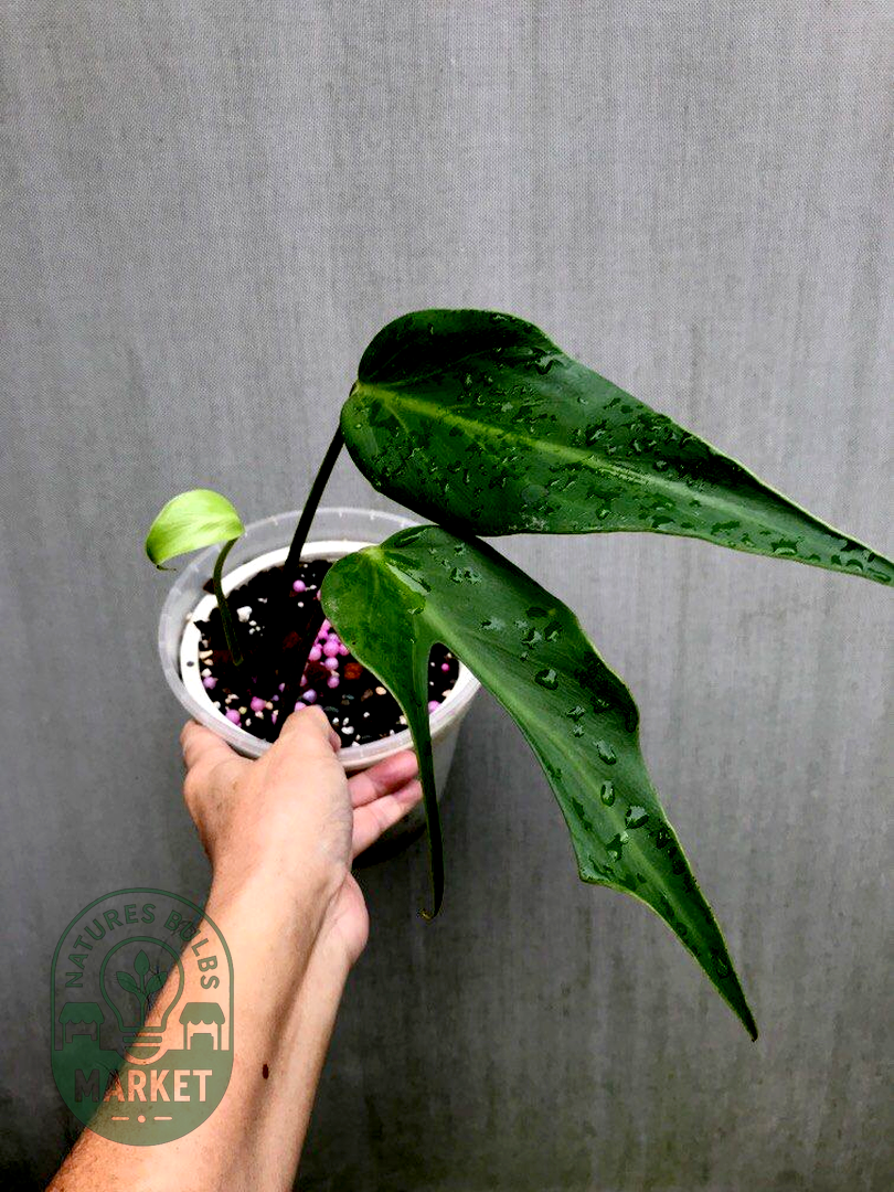 Philodendron Burle Marx Flame