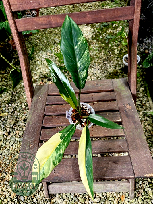 Philodendron Caramel Marble Variegated
