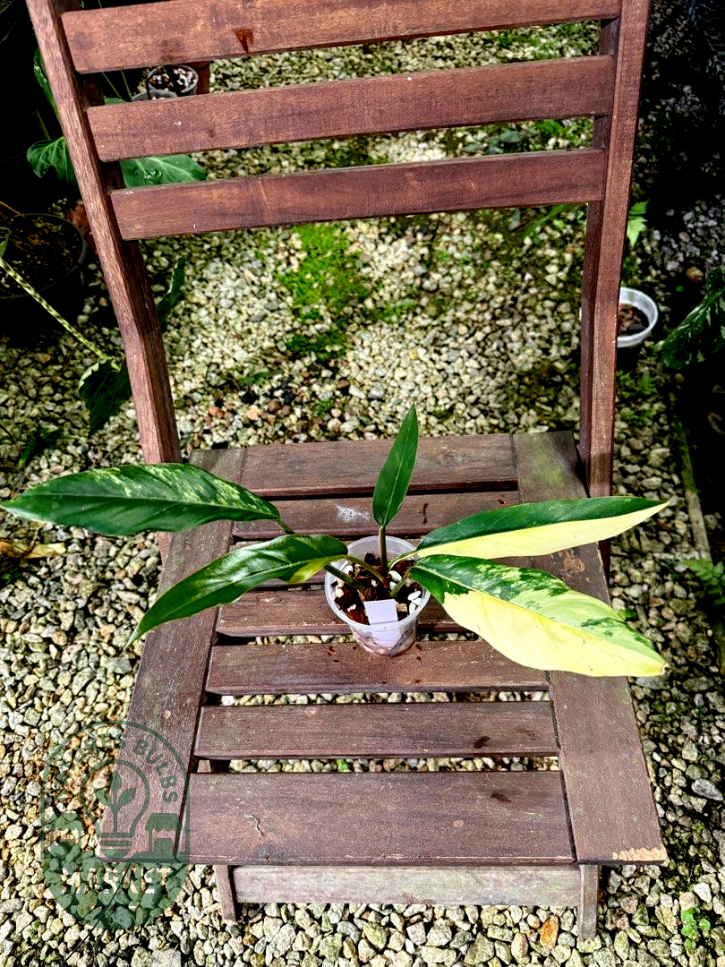 Philodendron Caramel Marble Variegated