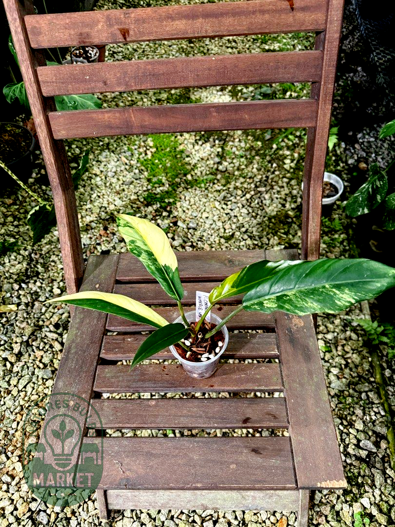 Philodendron Caramel Marble Variegated