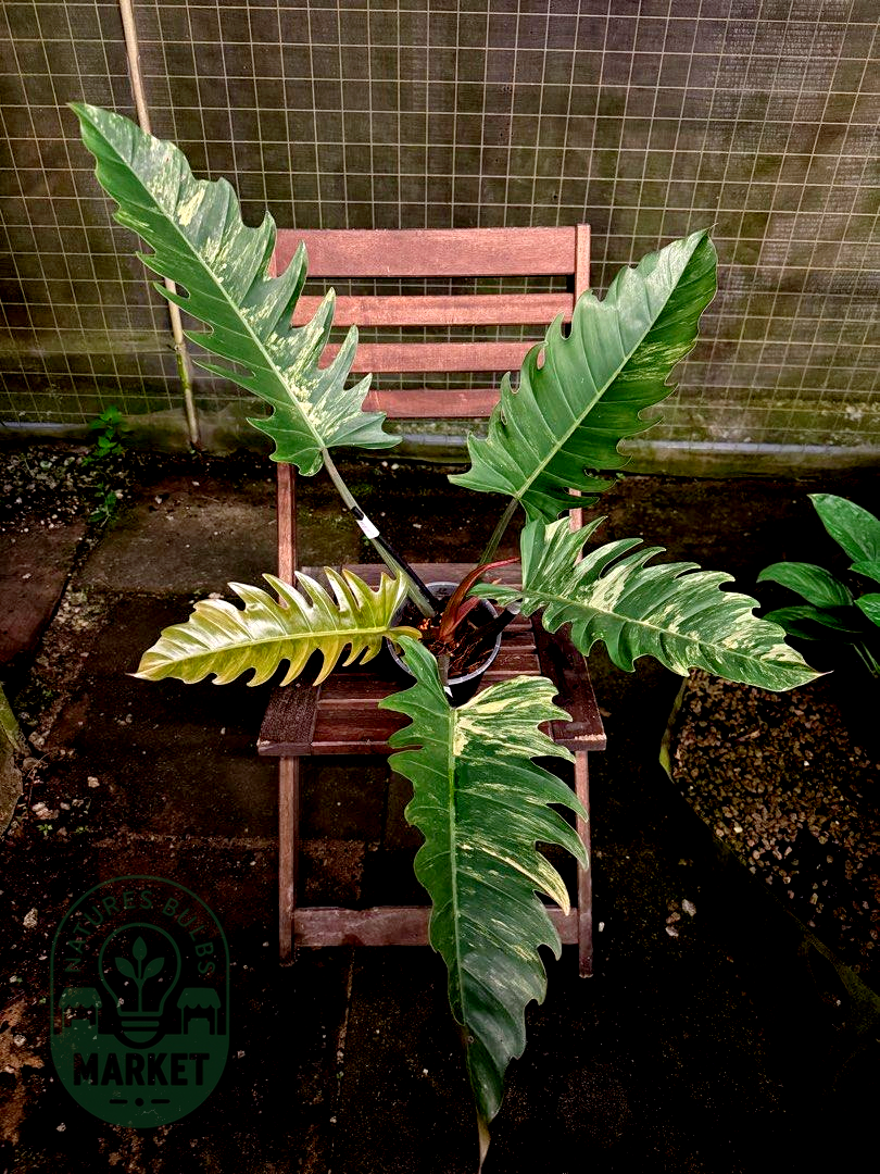 Philodendron Caramel Marble Variegated