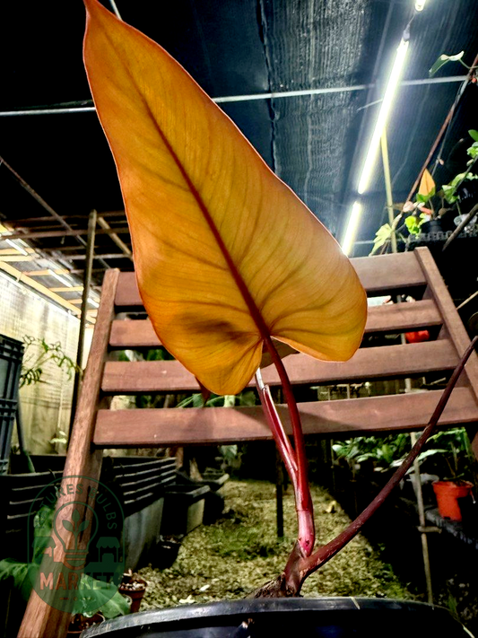 Philodendron Dark Lord