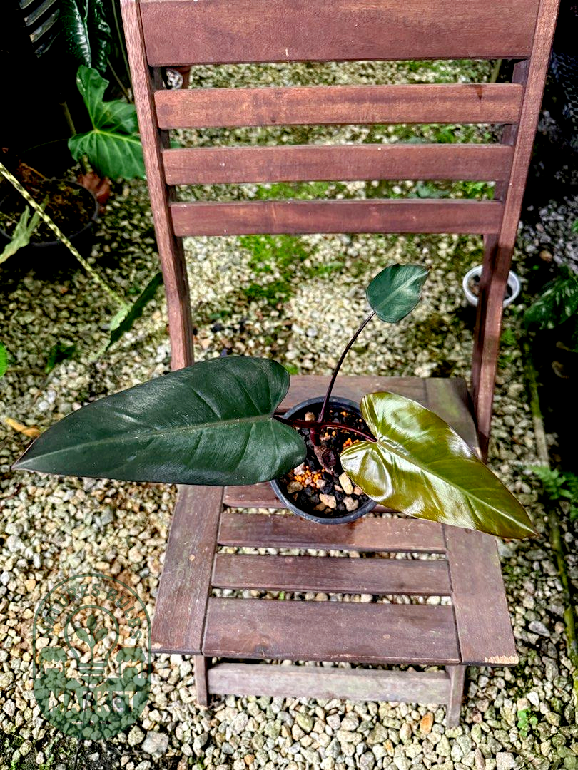 Philodendron Dark Lord