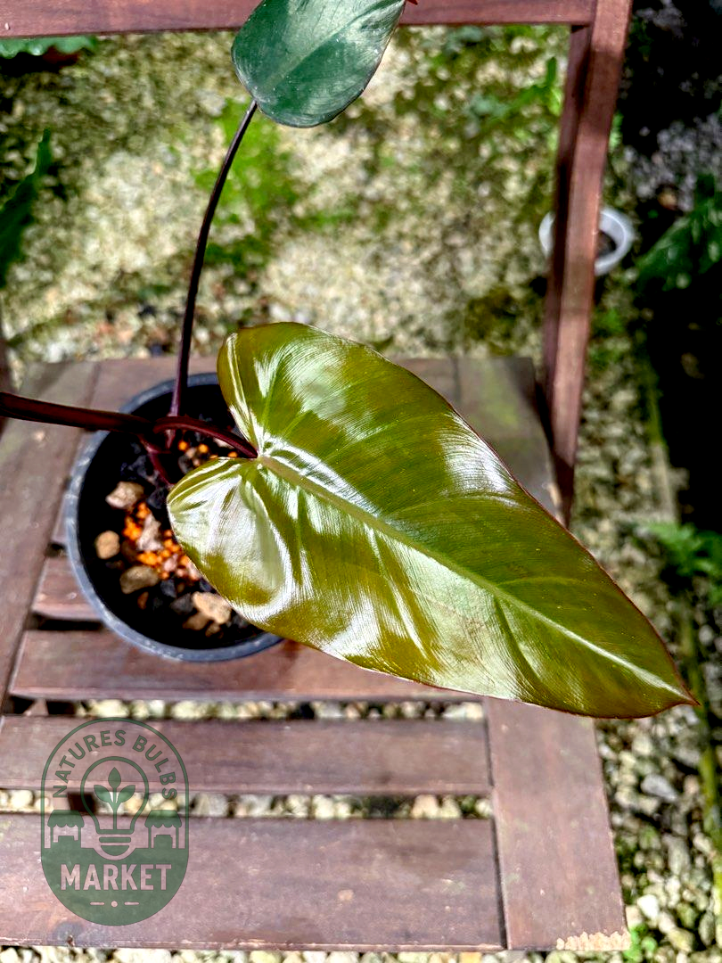 Philodendron Dark Lord