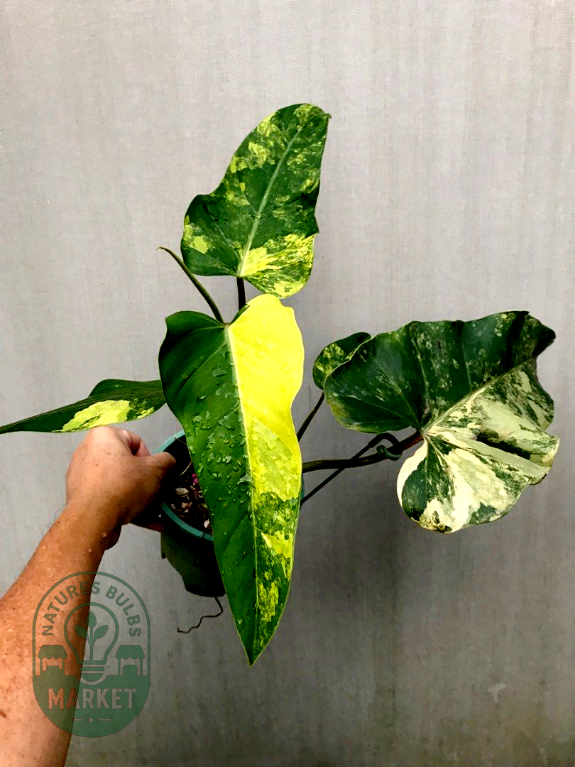 Philodendron Domesticum Variegated