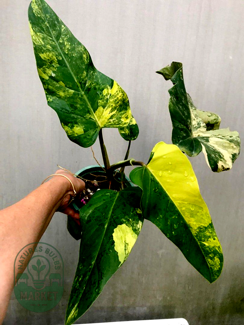 Philodendron Domesticum Variegated