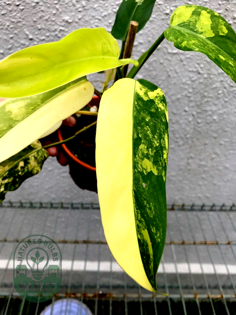 Philodendron Domesticum Variegated