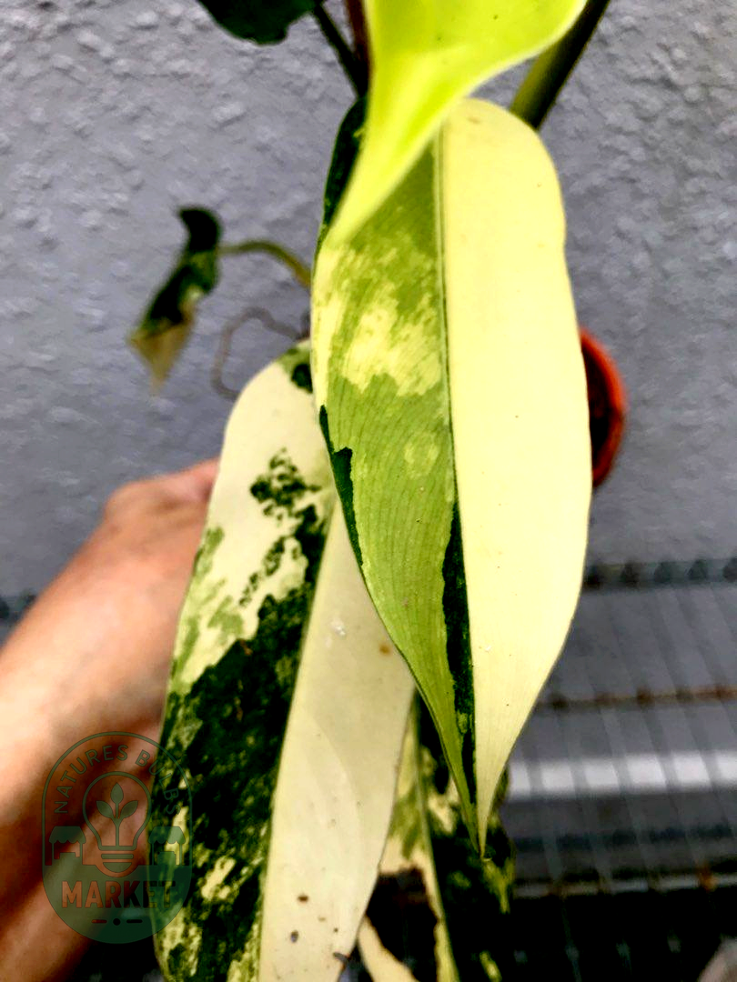 Philodendron Domesticum Variegated