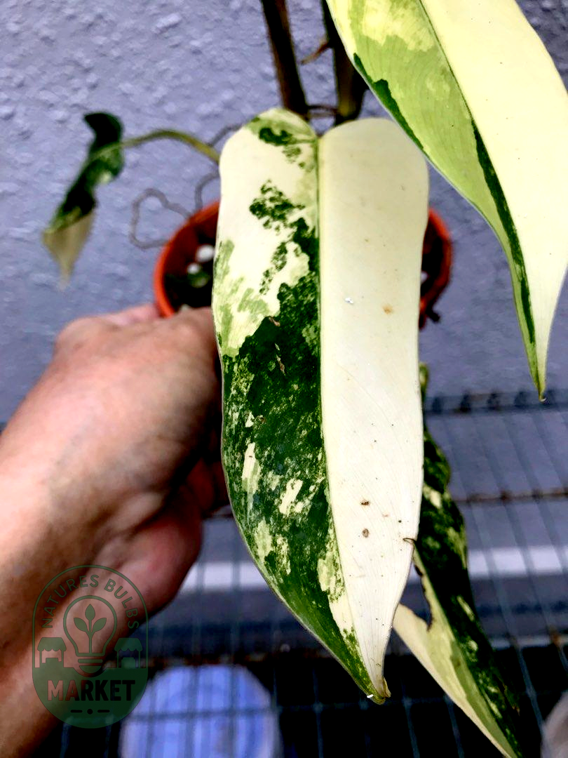 Philodendron Domesticum Variegated