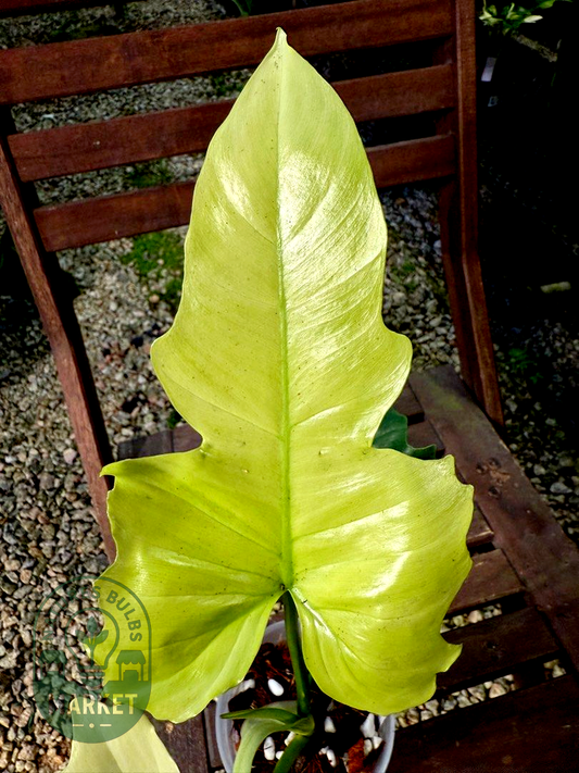 Philodendron Dragon Mint