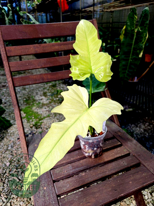 Philodendron Dragon Mint