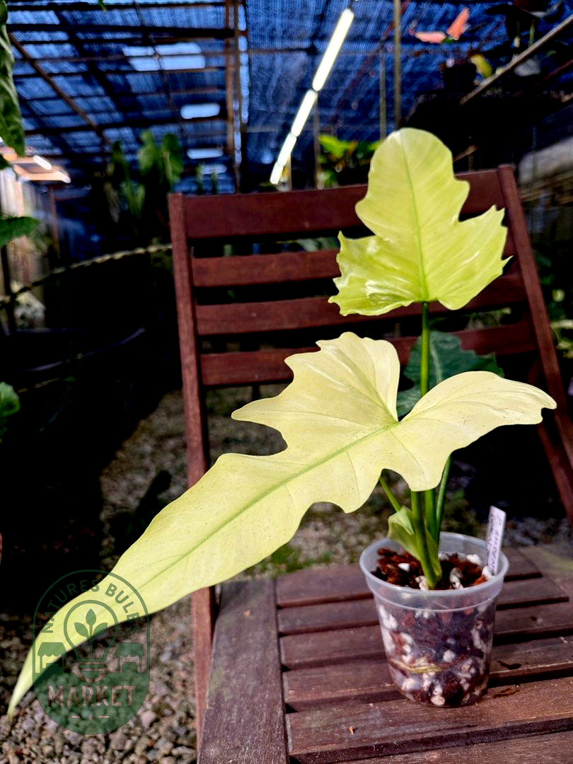 Philodendron Dragon Mint