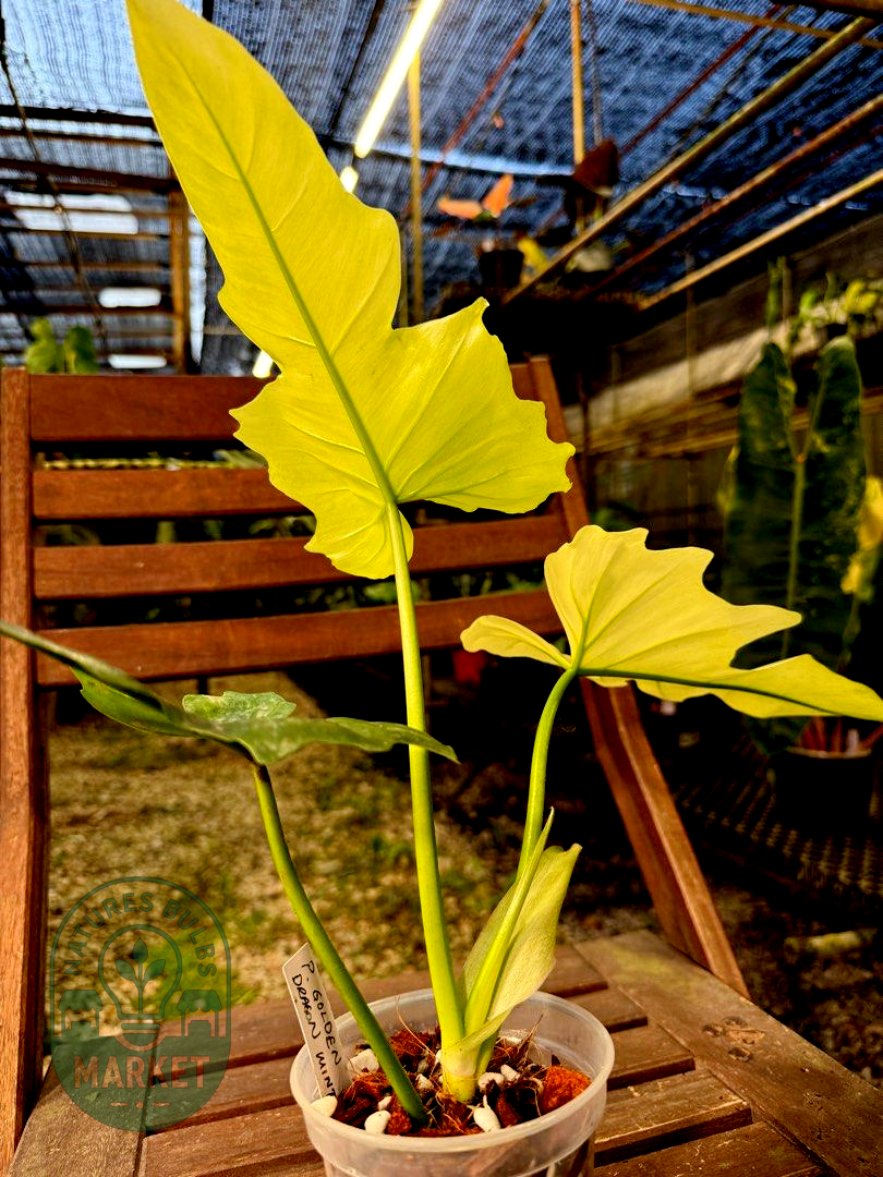 Philodendron Dragon Mint