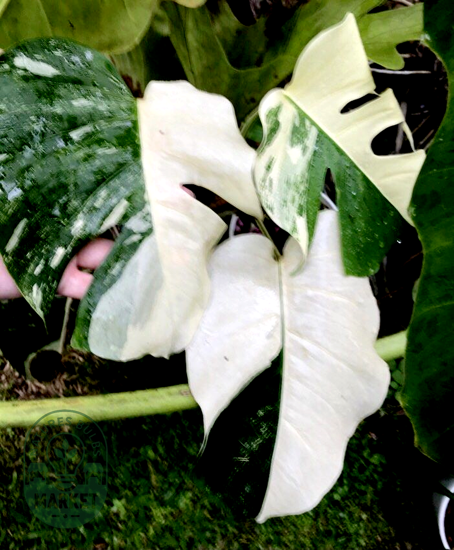 Philodendron Florida Beauty Variegated