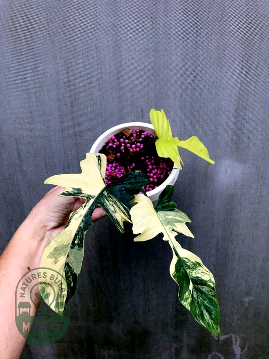 Philodendron Florida Beauty Variegated × Mayoii